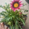 Gazania Plants Live Plant – Mixed Colors – 4 Inch Pot – Outdoor Flower - Image 1