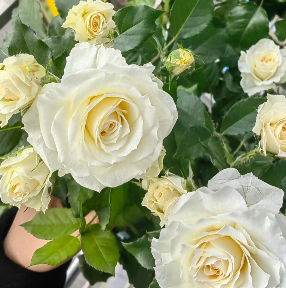 Gelato Rose Live Plant - White Cream Double Petal, 12-20 inches, Outdoor - Image 2