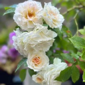 Gelato Rose Live Plant - White Cream Double Petal, 12-20 inches, Outdoor - Image 4