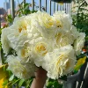 Gelato Rose Live Plant - White Cream Double Petal, 12-20 inches, Outdoor - Image 1