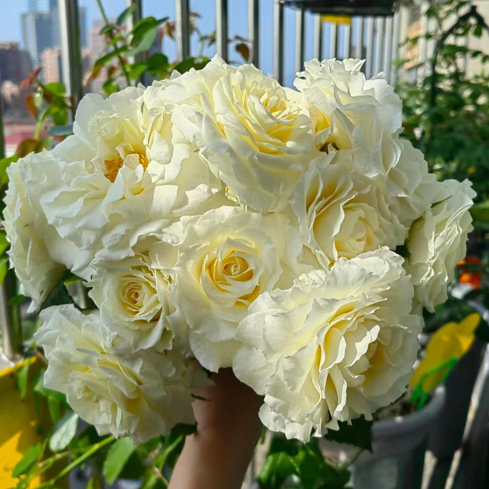 Gelato Rose Live Plant - White Cream Double Petal, 12-20 inches, Outdoor - Image 1