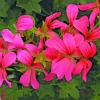Geranium Pelargonium Cascade Pink - 3 Live 6" Unrooted Cuttings - Outdoor Flower Plant - Image 1