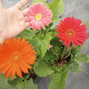 Gerbera Daisy Live Plant - Mixed Color, 6 Inch Pot, Indoor/Outdoor - Image 3