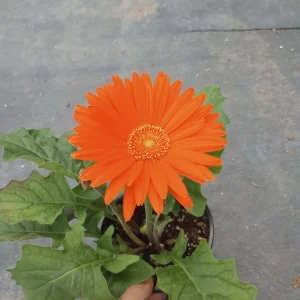 Gerbera Daisy Live Plant - Mixed Color, 6 Inch Pot, Indoor/Outdoor - Image 5