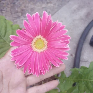 Gerbera Daisy Live Plant - Mixed Color, 6 Inch Pot, Indoor/Outdoor - Image 6
