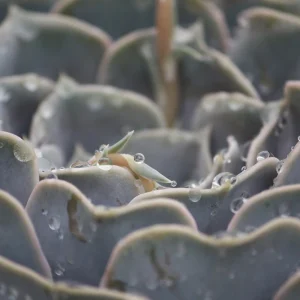 Ghost Echeveria Succulent Live Plant - Lilac Grey Rosette - 2.5