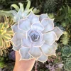 Ghost Echeveria Succulent Live Plant - Lilac Grey Rosette - 2.5" Pot - Image 1