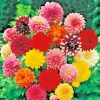Giant Dinnerplate Dahlia Mix Bulbs – 5 Live Flower Plant Tubers – Outdoor - Image 1