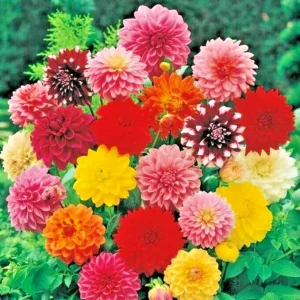 Giant Dinnerplate Dahlia Mix Bulbs – 5 Live Flower Plant Tubers – Outdoor - Image 1