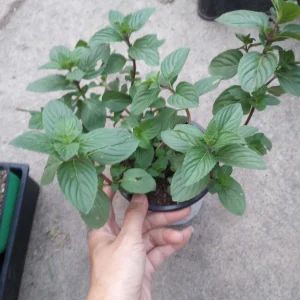 Ginger Mint Live Plant – Aromatic Herb – 4 inch Pot – Indoor/Outdoor - Image 1