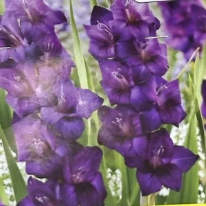 Gladiolus Purple Flower Bulbs - 8 Tall Sword Lily Bulbs, Spring Blooms, Outdoor Perennial - Image 2