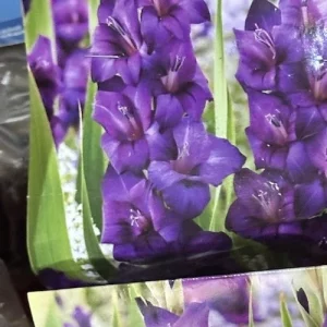 Gladiolus Purple Flower Bulbs - 8 Tall Sword Lily Bulbs, Spring Blooms, Outdoor Perennial - Image 3