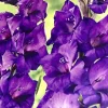 Gladiolus Purple Flower Bulbs - 8 Tall Sword Lily Bulbs, Spring Blooms, Outdoor Perennial - Image 1
