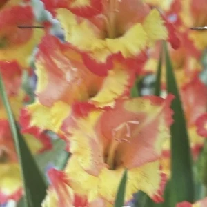 Gladiolus Yellow Orange Princess Margaret Rose Bulbs - 8 Pack - Outdoor Flowering - Image 2