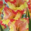 Gladiolus Yellow Orange Princess Margaret Rose Bulbs - 8 Pack - Outdoor Flowering - Image 1