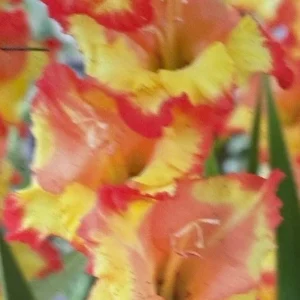 Gladiolus Yellow Orange Princess Margaret Rose Bulbs - 8 Pack - Outdoor Flowering - Image 1