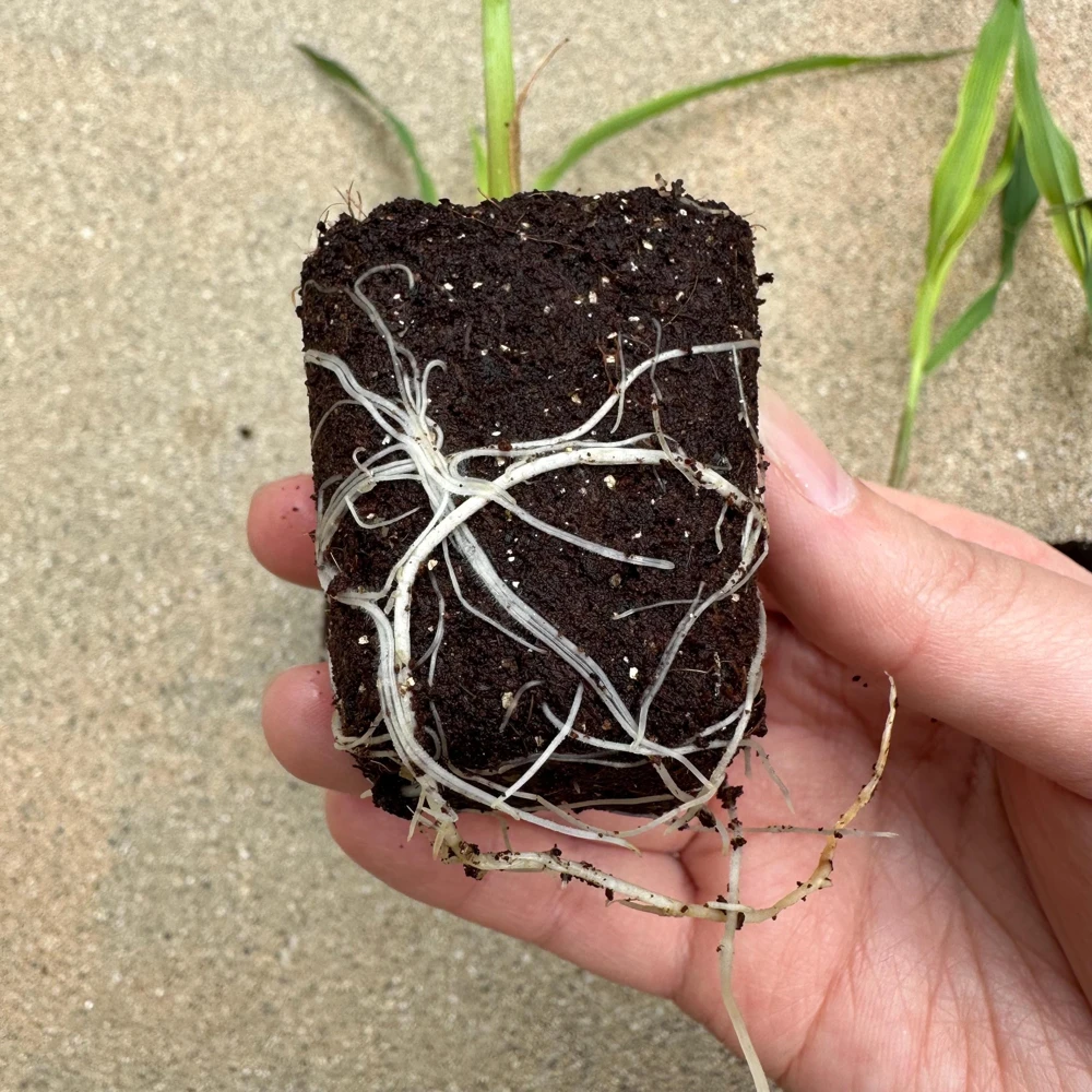 Glass Gem Corn Live Plant - Rare Heirloom Ornamental Flint Corn - Image 2
