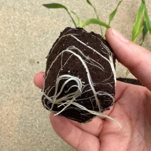 Glass Gem Corn Live Plant - Rare Heirloom Ornamental Flint Corn - Image 3