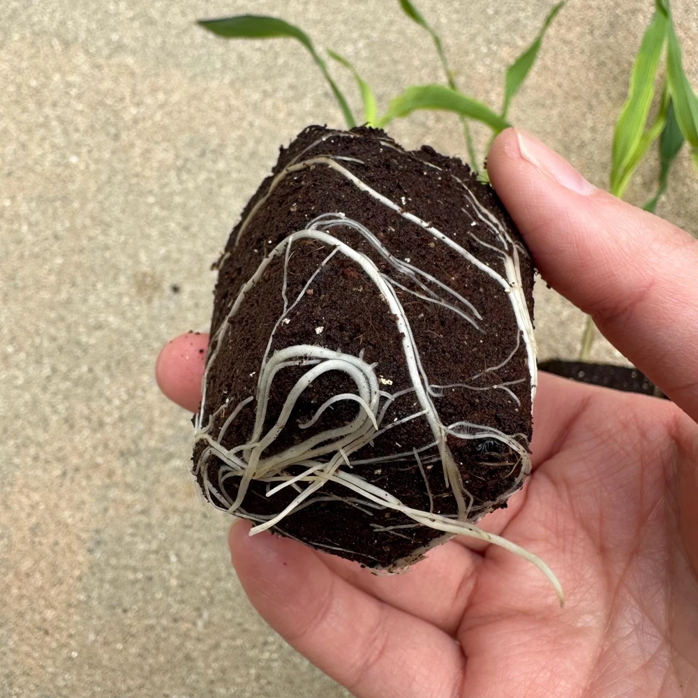 Glass Gem Corn Live Plant - Rare Heirloom Ornamental Flint Corn - Image 3