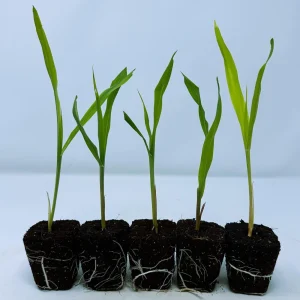 Glass Gem Corn Live Plant - Rare Heirloom Ornamental Flint Corn - Image 6