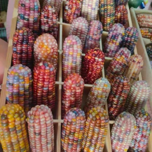 Glass Gem Corn Live Plant - Rare Heirloom Ornamental Flint Corn - Image 8