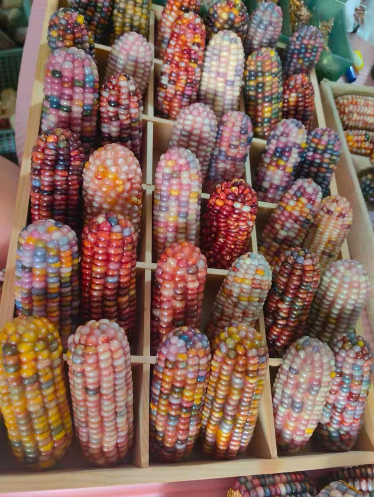 Glass Gem Corn Live Plant - Rare Heirloom Ornamental Flint Corn - Image 8