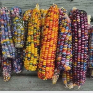 Glass Gem Corn Live Plant - Rare Heirloom Ornamental Flint Corn - Image 9