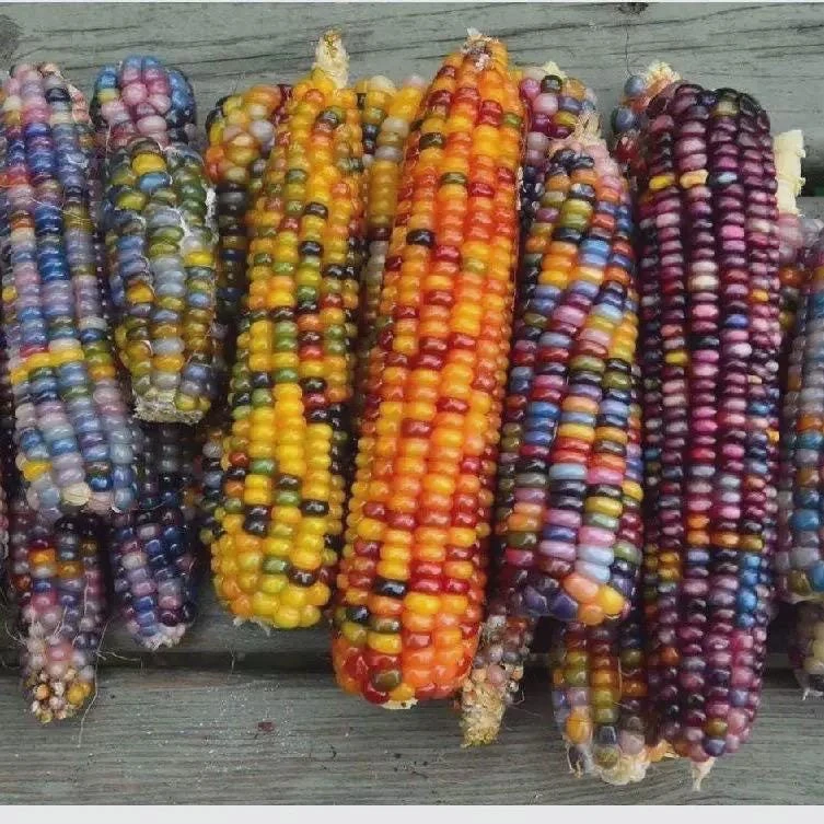 Glass Gem Corn Live Plant - Rare Heirloom Ornamental Flint Corn - Image 9