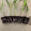 Glass Gem Corn Live Plant - Rare Heirloom Ornamental Flint Corn - Image 1