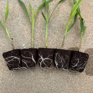 Glass Gem Corn Live Plant - Rare Heirloom Ornamental Flint Corn - Image 1