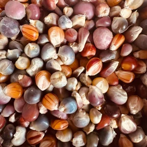 Glass Gem Rainbow Corn Seeds - 50 Organic Non-GMO Heirloom Edible Seeds - Image 2