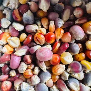 Glass Gem Rainbow Corn Seeds - 50 Organic Non-GMO Heirloom Edible Seeds - Image 3