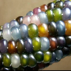 Glass Gem Rainbow Corn Seeds - 50 Organic Non-GMO Heirloom Edible Seeds - Image 4