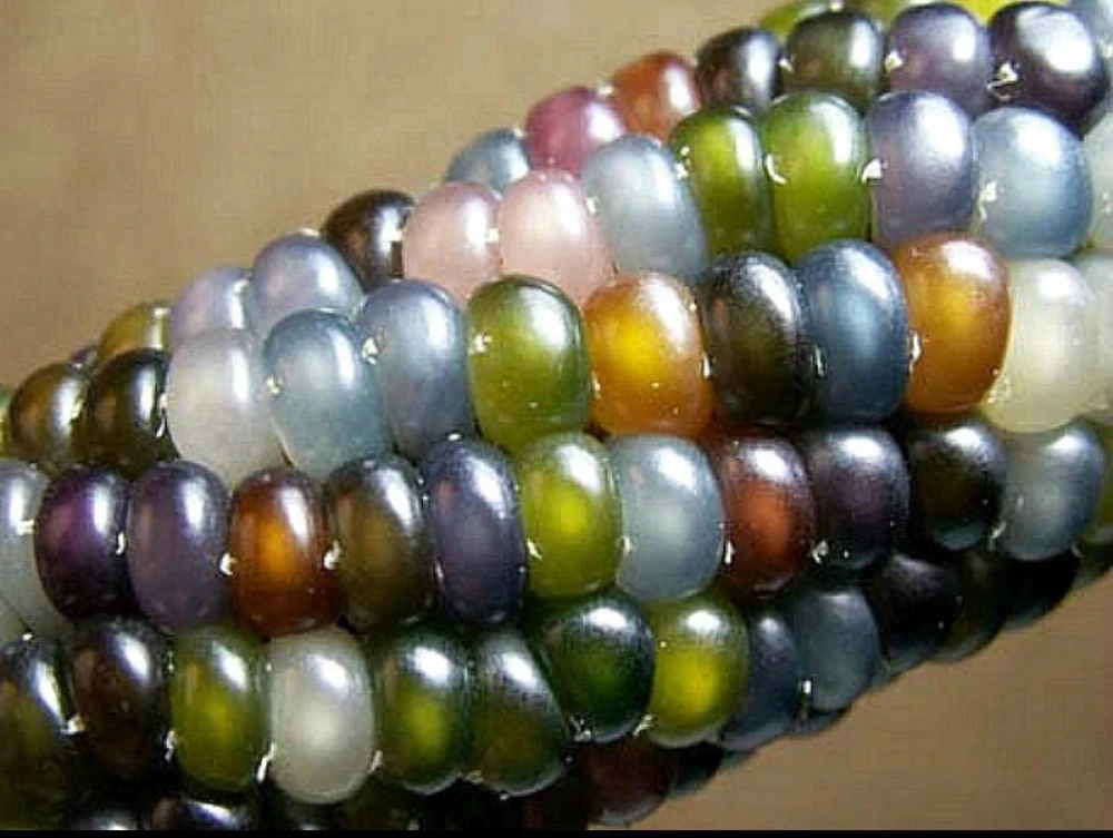Glass Gem Rainbow Corn Seeds - 50 Organic Non-GMO Heirloom Edible Seeds - Image 4