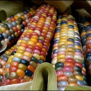 Glass Gem Rainbow Corn Seeds - 50 Organic Non-GMO Heirloom Edible Seeds - Image 5