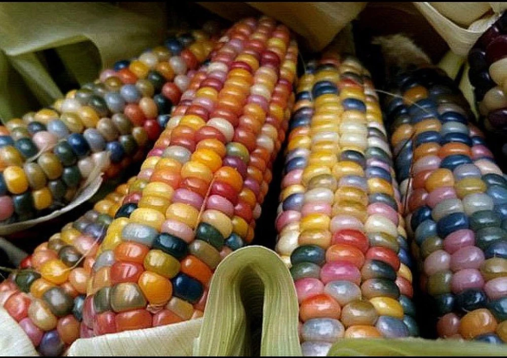 Glass Gem Rainbow Corn Seeds - 50 Organic Non-GMO Heirloom Edible Seeds - Image 5