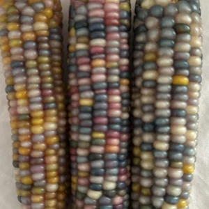 Glass Gem Rainbow Corn Seeds - 50 Organic Non-GMO Heirloom Edible Seeds - Image 6