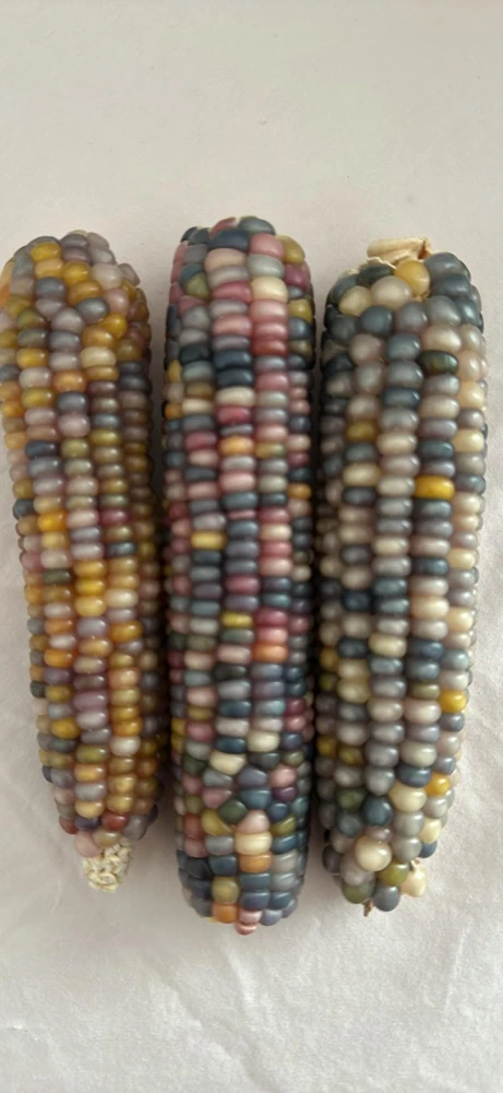 Glass Gem Rainbow Corn Seeds - 50 Organic Non-GMO Heirloom Edible Seeds - Image 6