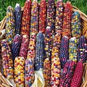 Glass Gem Rainbow Corn Seeds - 50 Organic Non-GMO Heirloom Edible Seeds - Image 1