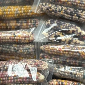 Glass Gem Rainbow Corn Seeds - 50 Organic Non-GMO Heirloom Edible Seeds - Image 7