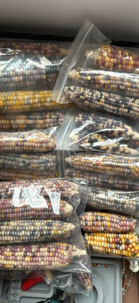 Glass Gem Rainbow Corn Seeds - 50 Organic Non-GMO Heirloom Edible Seeds - Image 7