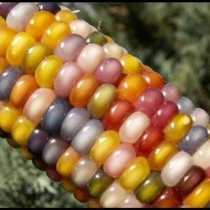 Glass Gem Rainbow Corn Seeds - 50 Organic Non-GMO Heirloom Edible Seeds - Image 8