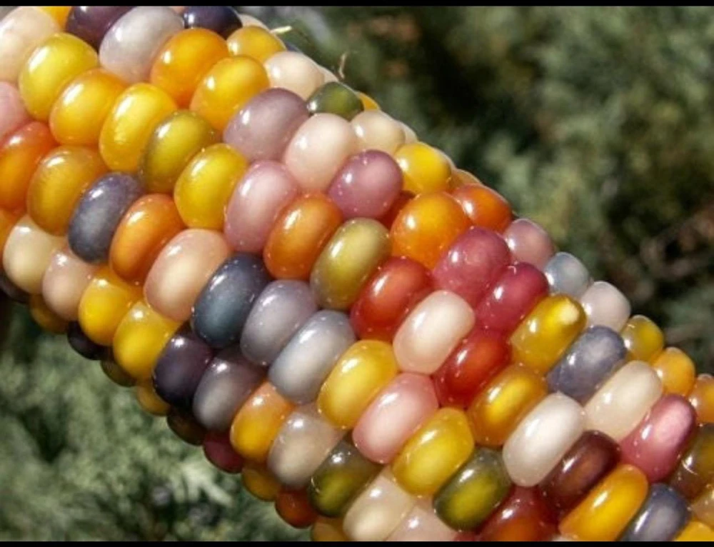Glass Gem Rainbow Corn Seeds - 50 Organic Non-GMO Heirloom Edible Seeds - Image 8