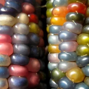 Glass Gem Rainbow Corn Seeds - 50 Organic Non-GMO Heirloom Edible Seeds - Image 9