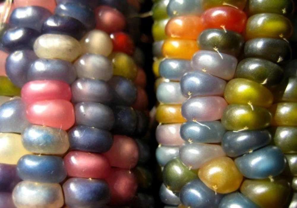 Glass Gem Rainbow Corn Seeds - 50 Organic Non-GMO Heirloom Edible Seeds - Image 9