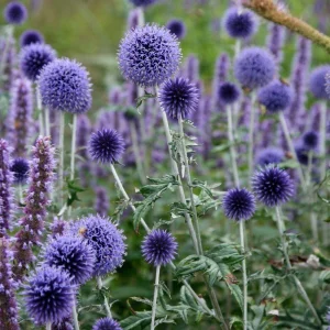 Globe Thistle Live Plant - Echinops ritro Starter Plant - 2.5