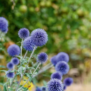 Globe Thistle Live Plant - Echinops ritro Starter Plant - 2.5