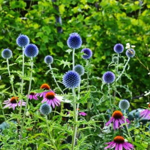 Globe Thistle Live Plant - Echinops ritro Starter Plant - 2.5