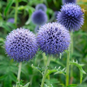 Globe Thistle Live Plant - Echinops ritro Starter Plant - 2.5