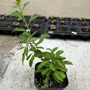 Goji Berry Live Plant (Lycium barbarum) - Wolfberry Bush for Home Garden - Image 2
